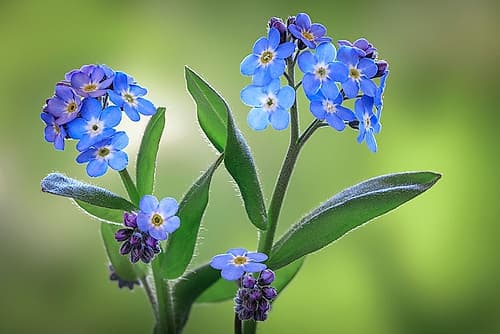 Washington State-Seabeck Forget-me-not blossoms close-up Art Print